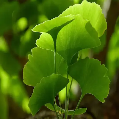 GinkgoB