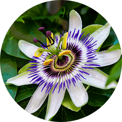 passion flower